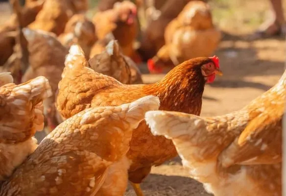 Poules pondeuses